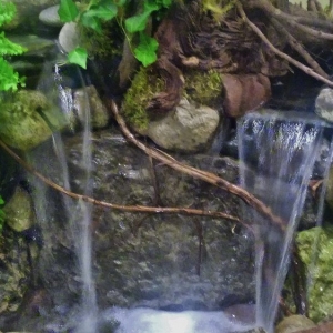 Photo of Michigan Pond and Plant
