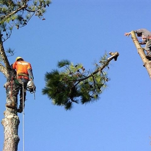 Photo of Kustom Kutz Tree Service