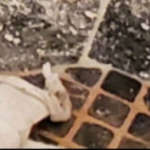 Photo of Sentry Stone Restoration and Polishing Services