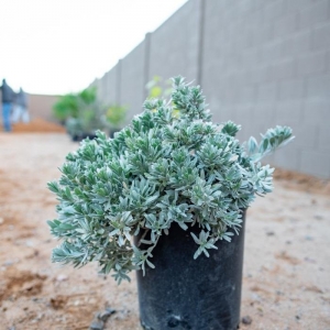 Photo of Mesquite Landscaping