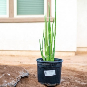 Photo of Mesquite Landscaping