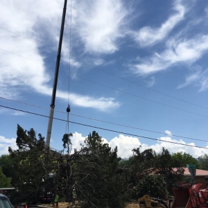 Photo of Atlas Tree Service