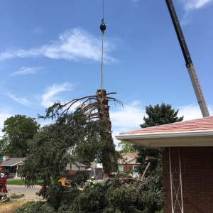 Photo of Atlas Tree Service