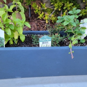 Photo of Armstrong Garden Centers