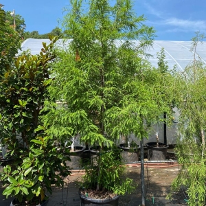 Photo of Big Creek Nursery & Landscape