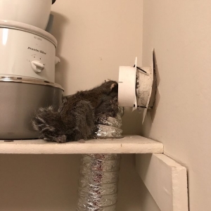 Photo of Dryer Vent Pro