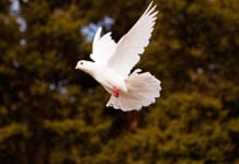 Photo of Doves of Love
