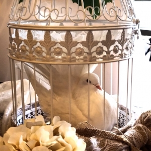 Photo of Doves of Love