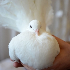 Photo of Doves of Love