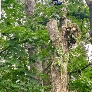 Photo of Edwin's Landscaping and Tree Experts