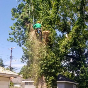 Photo of Edwin's Landscaping and Tree Experts