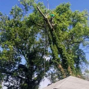 Photo of Edwin's Landscaping and Tree Experts