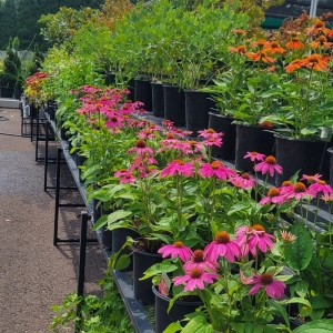 Photo of Sal's Nursery & Landscaping