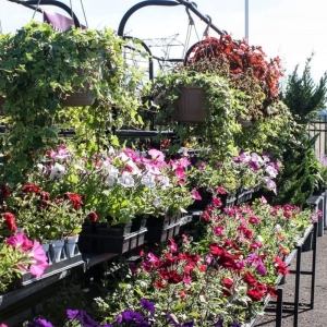 Photo of Sal's Nursery & Landscaping