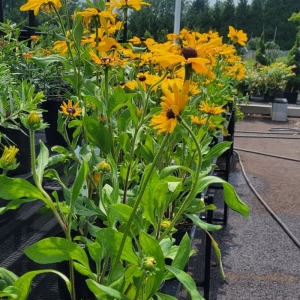 Photo of Sal's Nursery & Landscaping