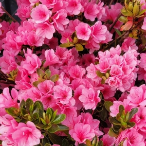 Photo of Sal's Nursery & Landscaping