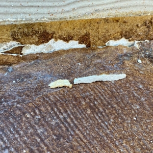 Photo of Houston Concrete Staining
