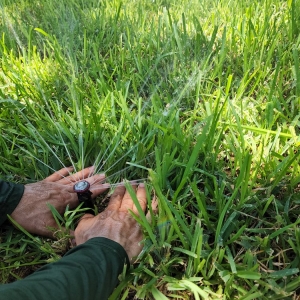 Photo of All American Lawn and Tree Service