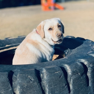 Photo of Work and Woof
