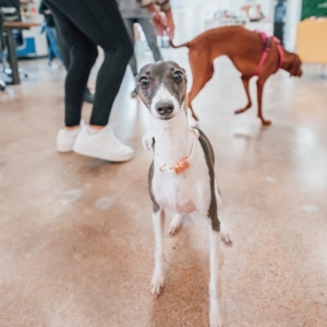Photo of Work and Woof