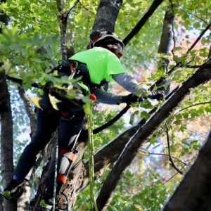 Photo of Clipper Tree & Landscape