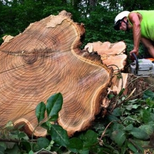 Photo of Clipper Tree & Landscape