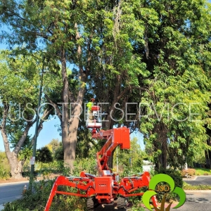 Photo of JSO Tree Service