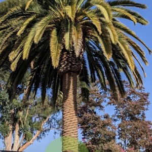 Photo of JSO Tree Service