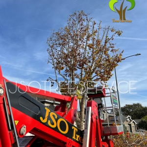 Photo of JSO Tree Service