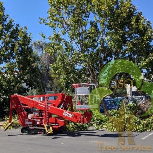 Photo of JSO Tree Service