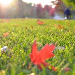 Photo of Green Seasons Lawn & Tree Service