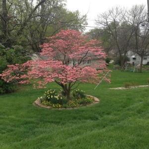 Photo of Green Seasons Lawn & Tree Service
