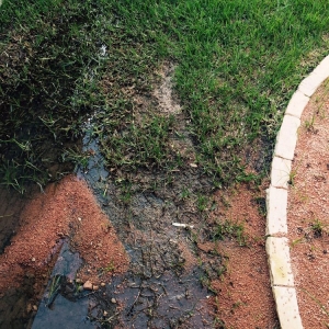 Photo of Dennis Jackson Landscaping