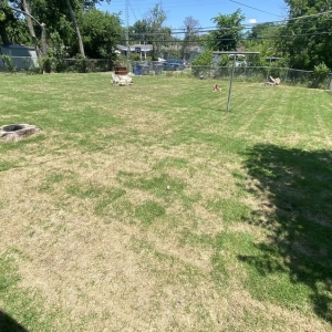 Photo of North Dallas Tree & Sod