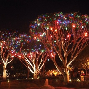 Photo of Arizona Christmas Lights