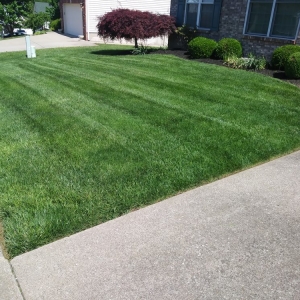 Photo of Lawn Dawgs