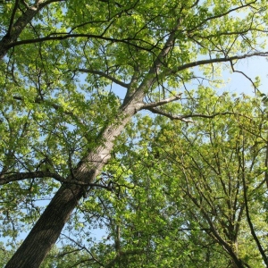 Photo of Jensen Lawn & Landscaping and Tree Service