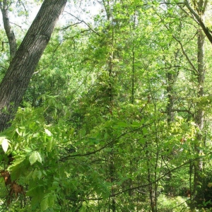 Photo of Jensen Lawn & Landscaping and Tree Service