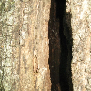 Photo of Jensen Lawn & Landscaping and Tree Service