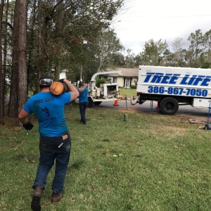 Photo of Tree Life Florida