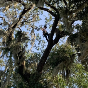 Photo of Tree Life Florida