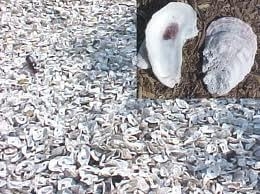Photo of Carolina Supplies And Materials