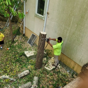 Photo of Diaz Lawn And Tree Service