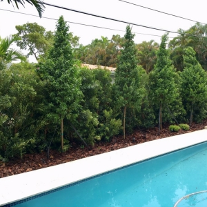 Miami Pamar Landscape