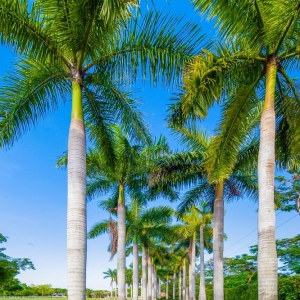 Photo of Hacienda Royal