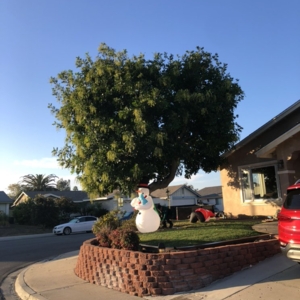 Photo of Matias Landscaping