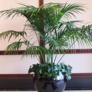 Jacksonville Accent Interiorscapes