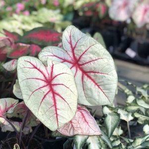 Photo of Pike Nurseries