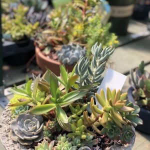 Photo of Pike Nurseries