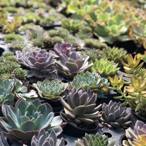Photo of Pike Nurseries